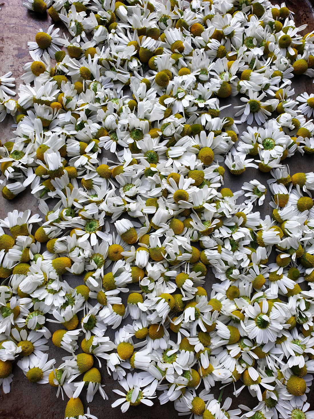 Chamomile home harvest - ready to dry