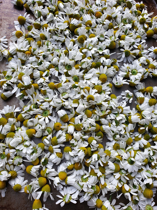 Chamomile home harvest - ready to dry