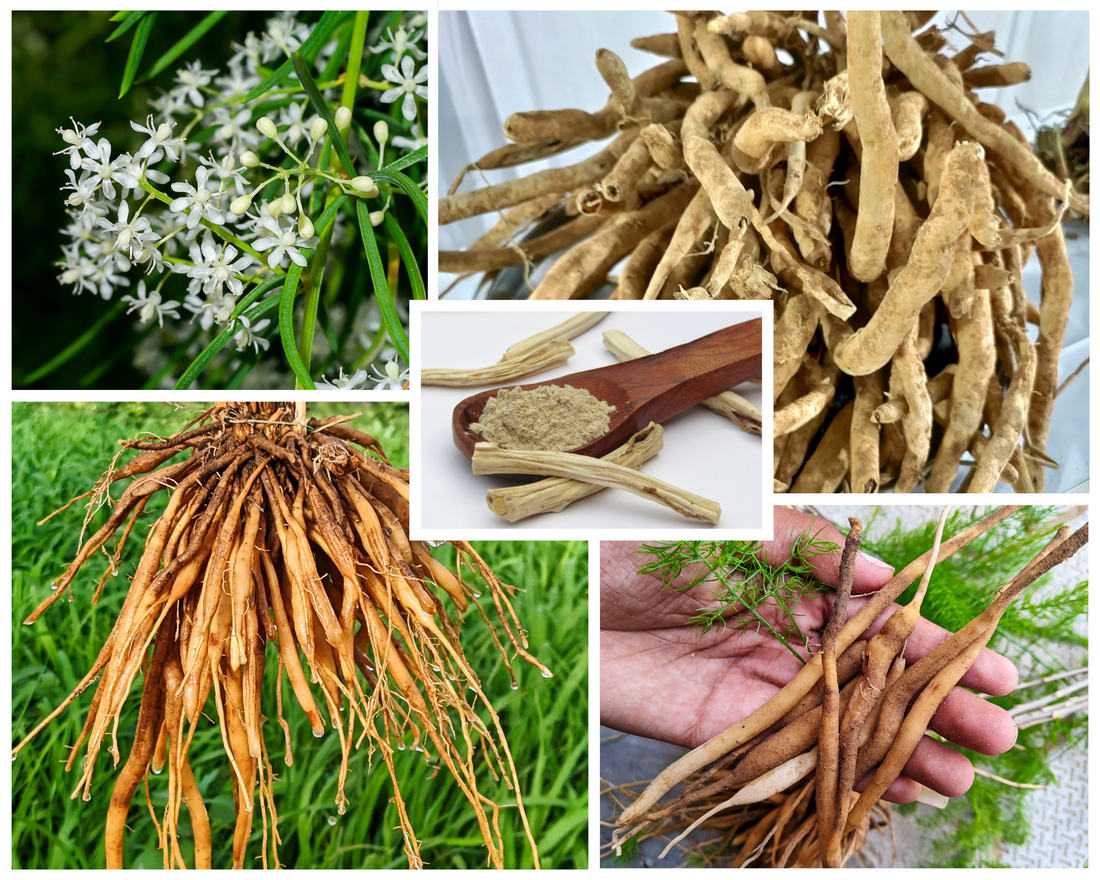HORMONE IMBALANCE IN WOMEN: Understanding, Empowering and Supporting with Medicinal Plants