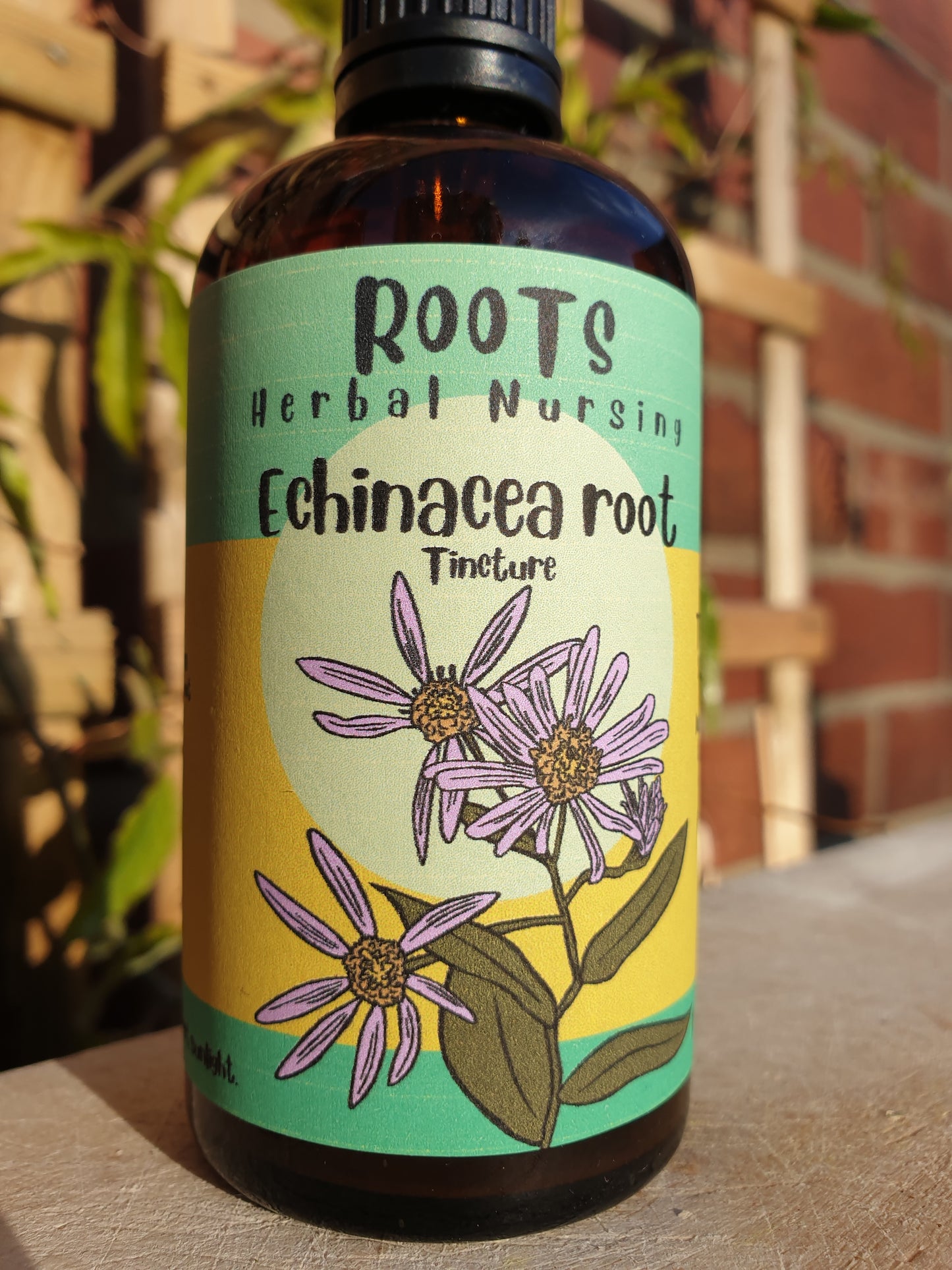 ECHINACEA ROOT (Echinacea purpurea) - herbal tincture for immune support, balancing, and protection