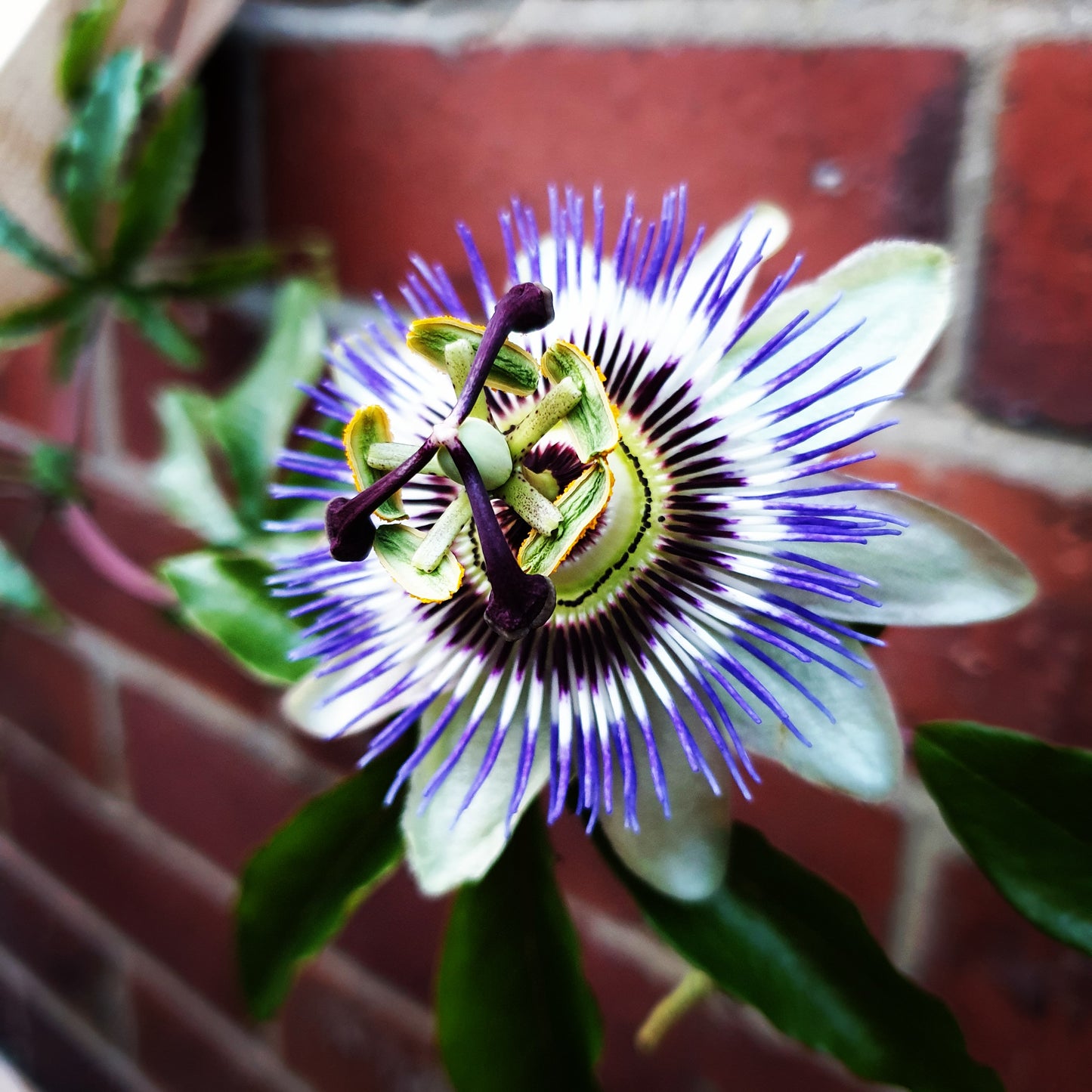 PASSIONFLOWER Passiflora - herbal tincture for anxiety management, nervous system balancing, stress and sleep support