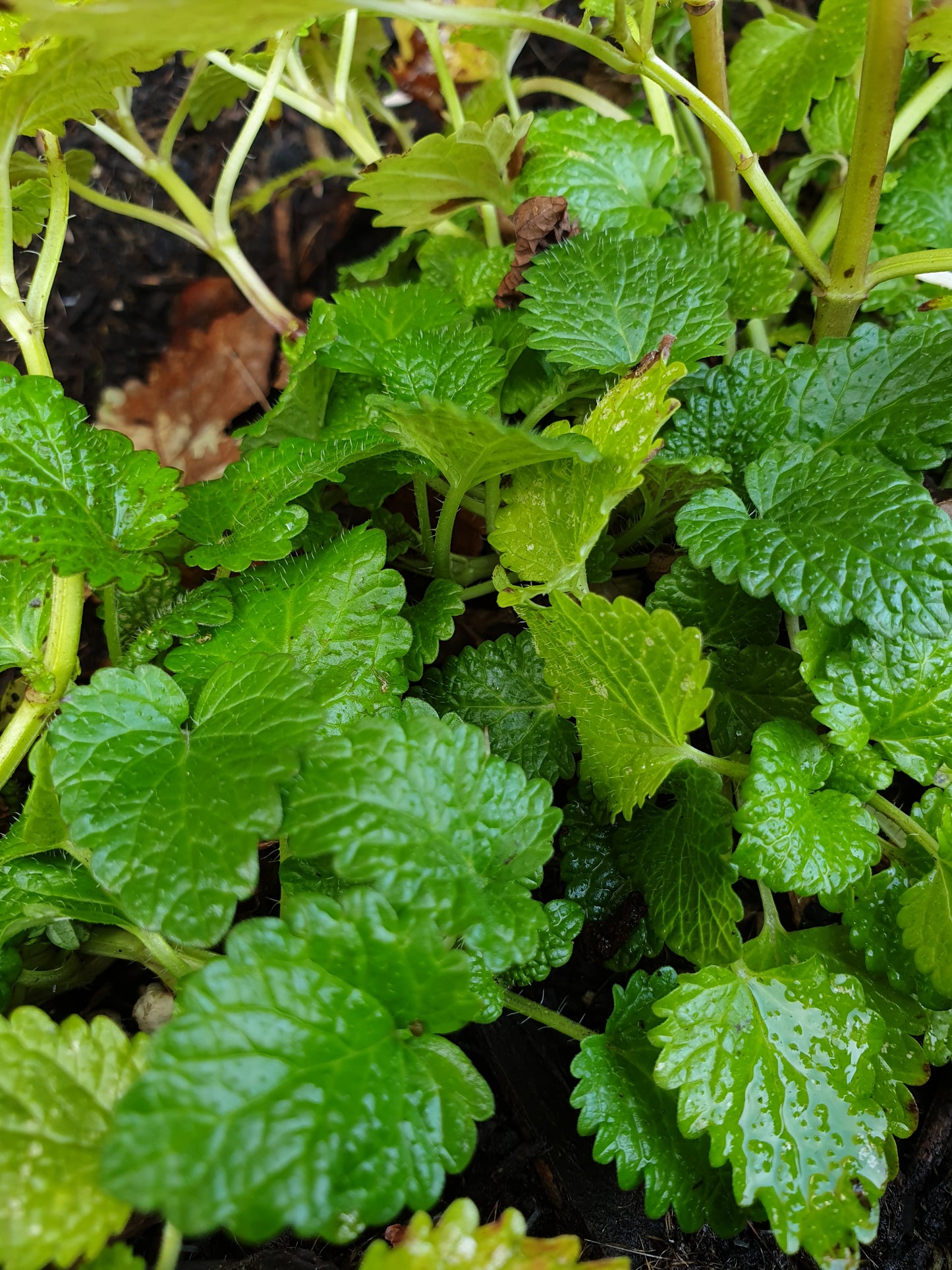 LEMON BALM 'Melissa officinalis'- herbal tincture for nervous system calming, stress reduction, and cognitive function support.