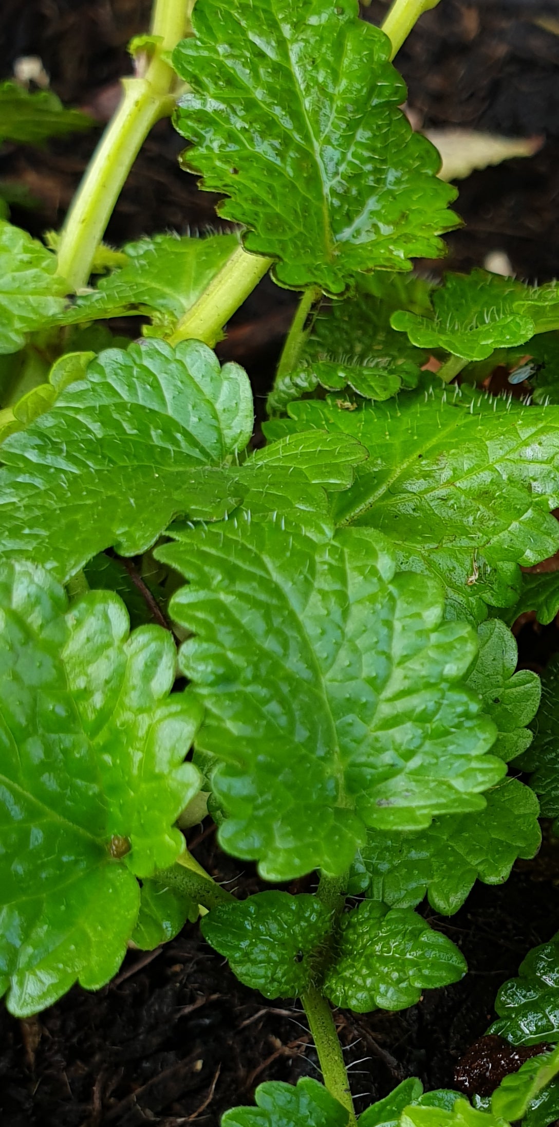 LEMON BALM 'Melissa officinalis'- herbal tincture for nervous system calming, stress reduction, and cognitive function support.